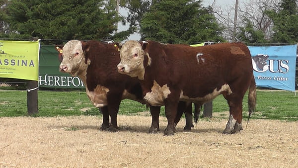 Lote TOROS P. HEREFORD PR
