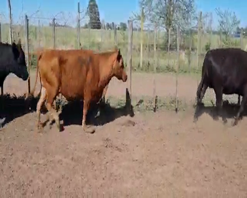 Lote 42 Vacas nuevas C/ gtia de preñez en Bolívar, Buenos Aires