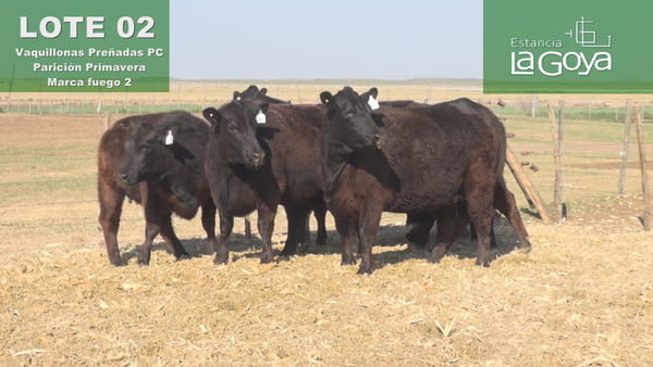 Lote VAQUILLONAS PREÑADAS PC PARICIÓN PRIMAVERA