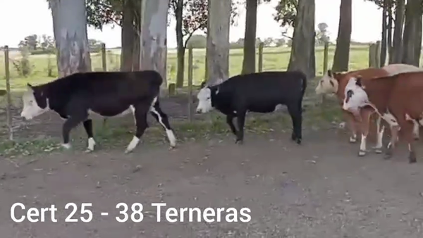 Lote TERNERAS