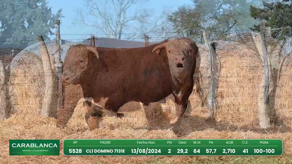 Lote Hereford Morixe