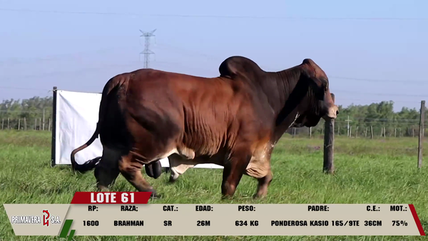 Lote LOTE 61