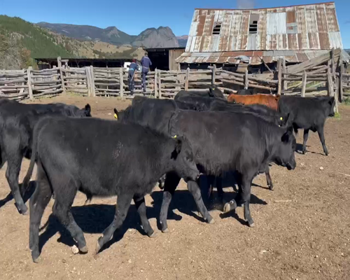 Lote 50 Ternero en Coyhaique, XI Región Aysén