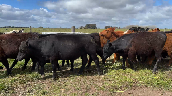 Lote 26 Terneros/as