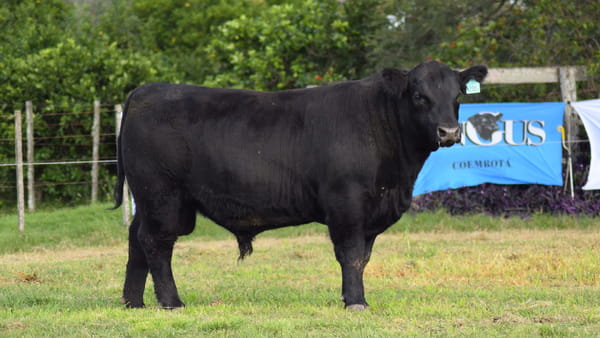 Lote CABAÑA COEMBOTÁ: RP 200