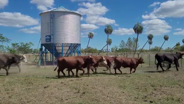 Lote 25 Vacas Preñadas en Goya, Corrientes