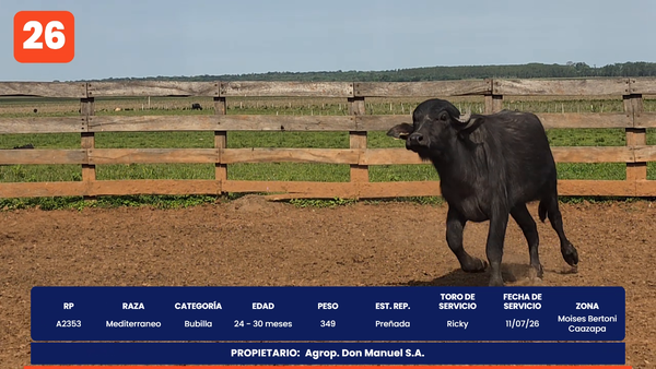 Lote LOTE 26