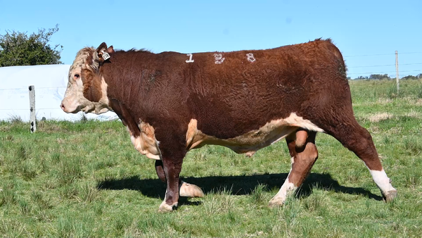 Lote 3 TOROS PEDIGREE 1 AÑO Y 1/2