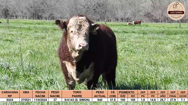 Lote TOROS PUROS REGISTRADOS "SAN SIMON"