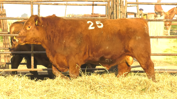 Lote TOROS ANGUS COLORADOS  PC