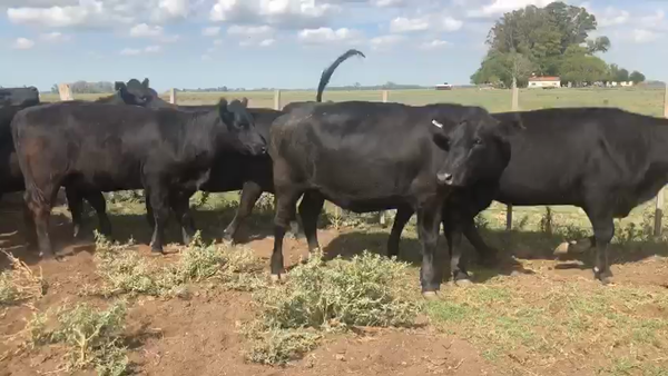 Lote 70 Vaquillonas C/ gtia de preñez en Mercedes, Buenos Aires