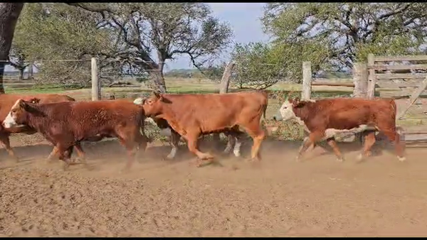 Lote 100 Vaquillonas y vacas preñadas Braford en San Justo, Santa Fe