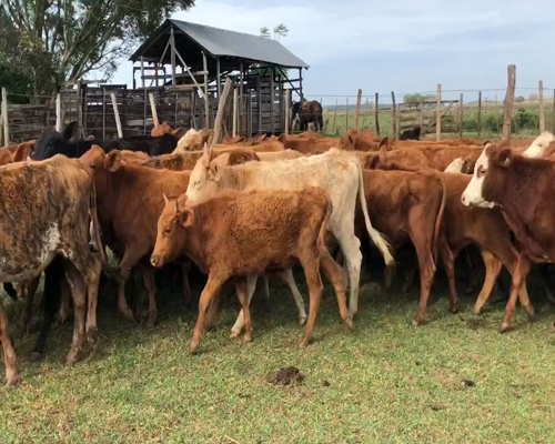 Lote 80 Terneros en Ituzaingó, Corrientes
