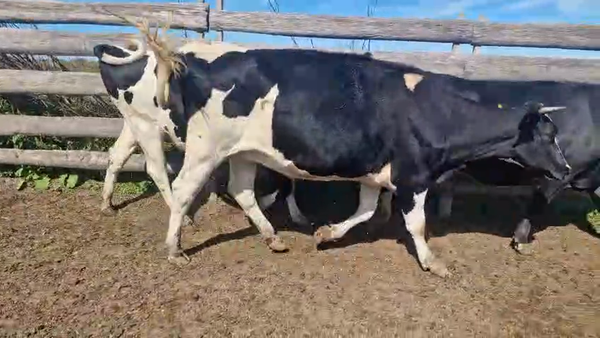 Lote 5 Vaquillonas preñadas, San José