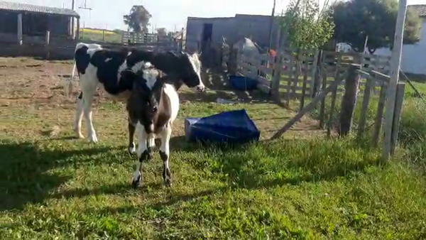 Lote 2 Terneras HOLANDO 180kg - , San José