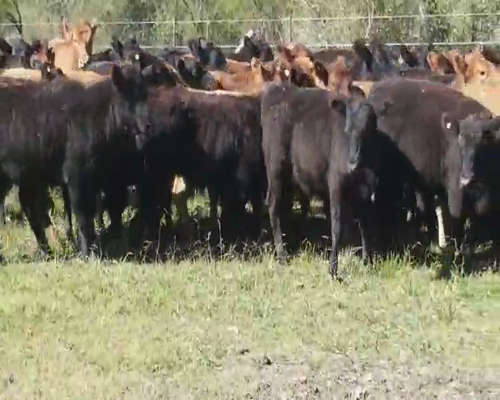 Lote 48 Terneras en Villaguay, Entre Ríos