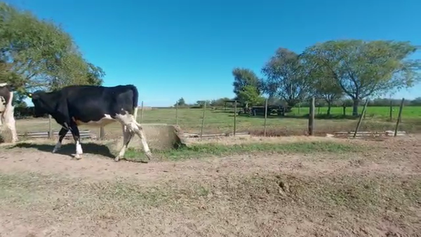 Lote Vaquillonas Para Entorar - Jorge karlen