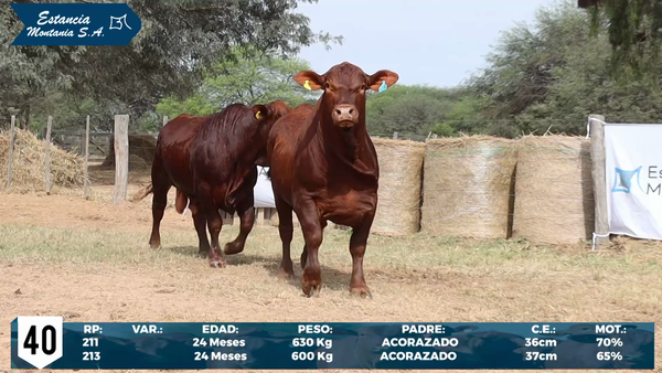 Lote LOTE 40