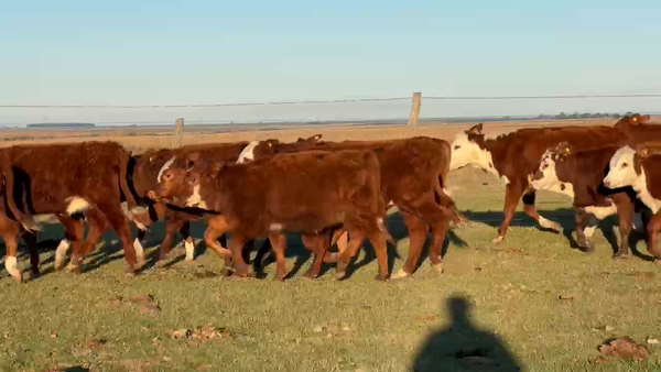 Lote 85 Terneras en Corrientes, Mercedes