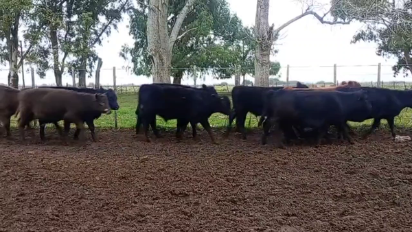 Lote 75 Terneros
