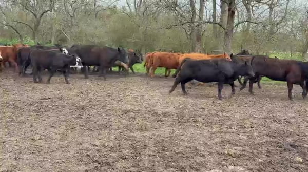 Lote Hembras - Castelli Bs As