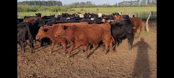 Lote 50 Terneros en Entre Ríos, Colón