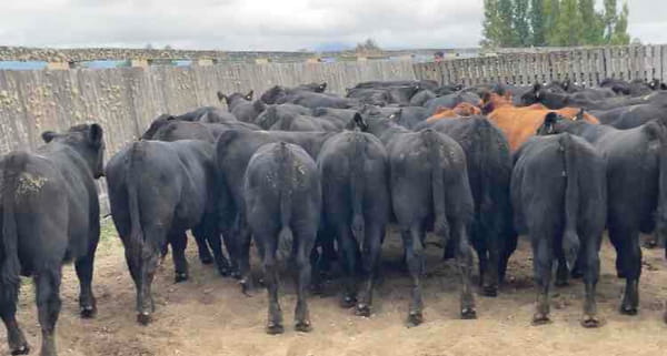 Lote 60 Ternero en Futrono, XIV Región Los Ríos