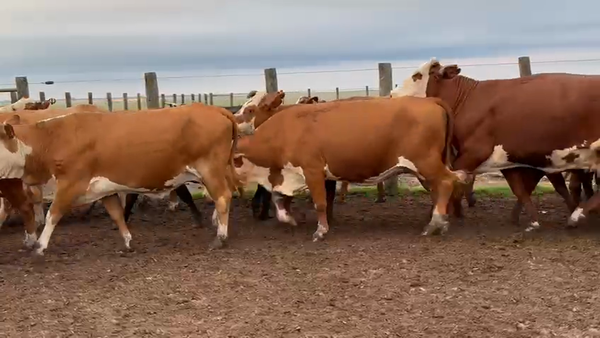 Lote 52 Vacas de invernar en Corrientes, Mariano I. Loza