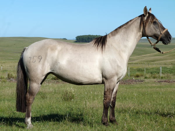 Lote Estrella del Cerro Grande