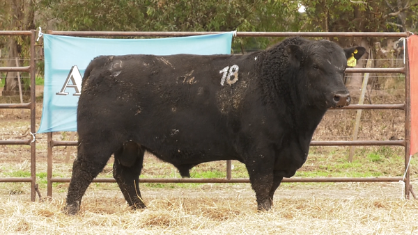 Lote TOROS ANGUS NEGROS  PC