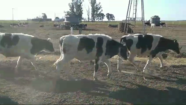 Lote 30 Novillitos Holando Argentino en Porteña, Córdoba
