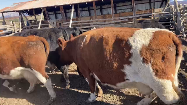 Lote 36 Vaca Gorda en Coyhaique, XI Región Aysén