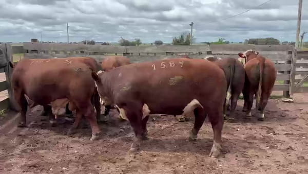 Lote Birriel Hnos / Doña Adela Hereford Lote 1