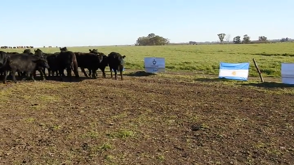 Lote 15 VAQUILLONAS ANGUS MAS