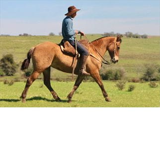 Lote SANTA GLORIA EMPALAGOSA