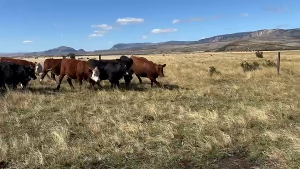 Lote 73 Novillo Engorda en Coyhaique, XI Región Aysén