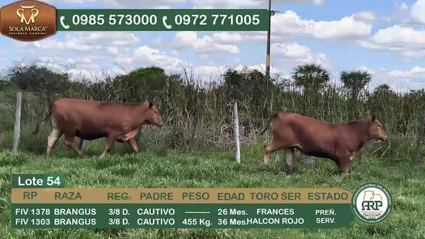 Lote 2 Hembras BRANGUS, Ñeembucú