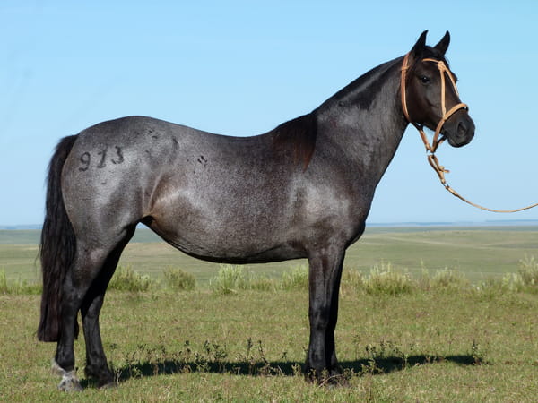 Lote Pendenciera del Queguay