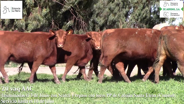 Lote Vaquillonas "La Noria"