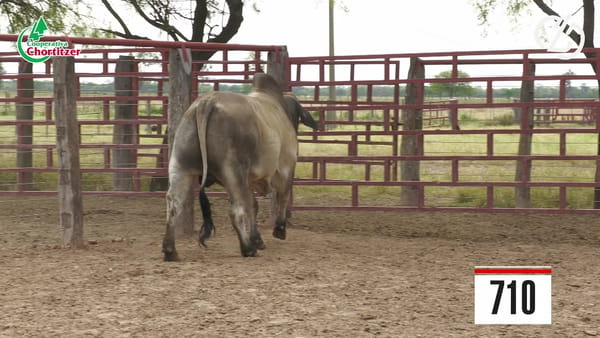 Lote Brahman