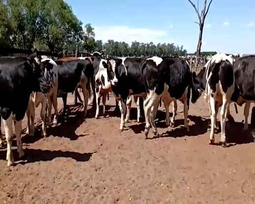 Lote (Vendido)11 Novillos, Córdoba