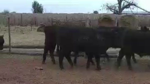 Lote 70 TERNS MACHOS Y HEMBRAS, PEHUAJO, PCIA. DE BS. AS.