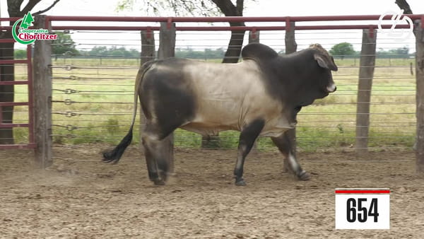 Lote Brahman