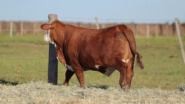 Lote Vaquillonas Braford -  Preñadas - Cabaña El Cambio