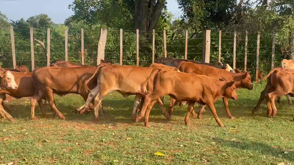 Lote 81 Terneras en Candelaria, Misiones