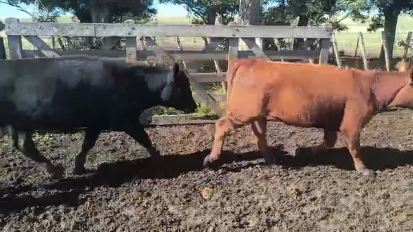 Lote 51 Terneras en Buenos Aires, Coronel Pringles