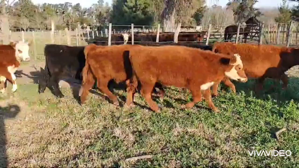 Lote 53 Terneros/as en Brandsen, Buenos Aires