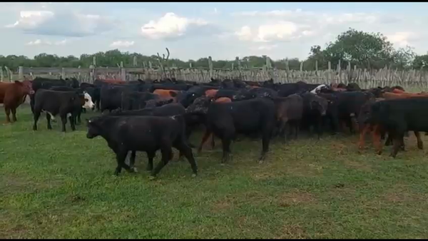 Lote 70 Terneros en Federal, Entre Ríos