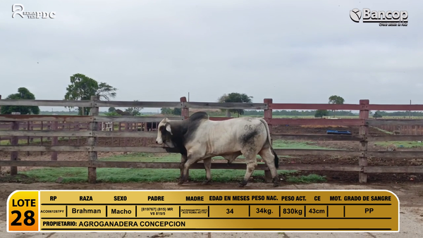 Lote Toros Brahman, Alto Paraguay