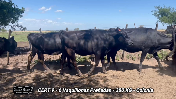 Lote 6 Vaquillonas 1 a 2 años en Soriano